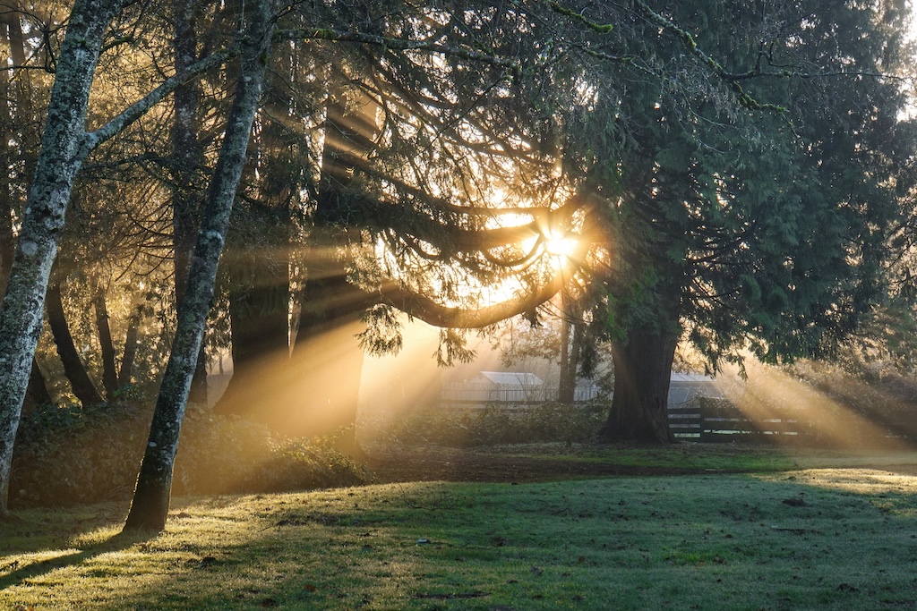 Why Early Morning Sunlight is Important For Your&nbsp;Health